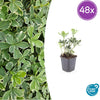 Dickmännchen ‚Variegata' – Pachysandra terminalis