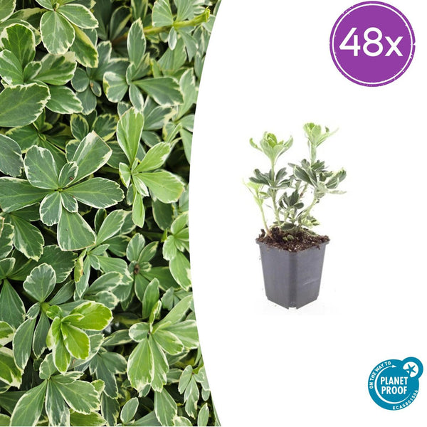 Dickmännchen ‚Variegata' – Pachysandra terminalis
