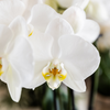 Pflanzenset „Cotton" – Grünpflanzen mit weißer Phalaenopsis ‚Ghent' – Ansicht 7