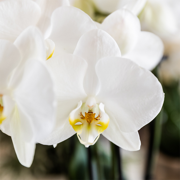 Pflanzenset „Cotton" – Grünpflanzen mit weißer Phalaenopsis ‚Ghent' – Ansicht 7