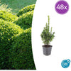 Buchsbaum – Buxus sempervirens