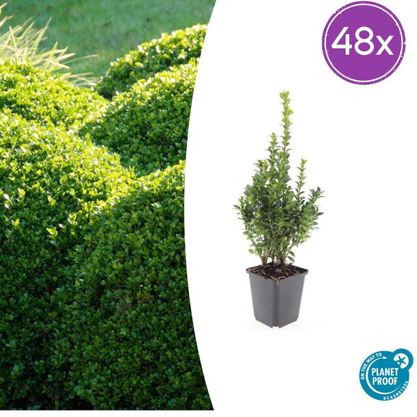 Buchsbaum – Buxus sempervirens