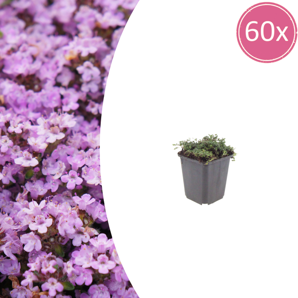 Frühblühender Thymian ‚Purple Beauty' – Thymus praecox