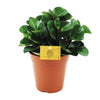 Zwergpfeffer ‚Burning Bush' – Peperomia