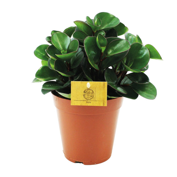 Zwergpfeffer ‚Burning Bush' – Peperomia