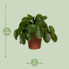 Ufopflanze – Pilea peperomioides – Ansicht 2