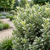 Japanischer Spindelstrauch ‚White Spire' – Euonymus japonicus – Ansicht 5