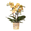 Schmetterlingsorchidee ‚Blossom Lima' – Phalaenopsis