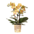 Schmetterlingsorchidee ‚Blossom Lima' – Phalaenopsis