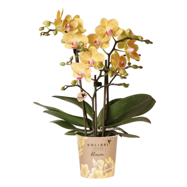 Schmetterlingsorchidee ‚Blossom Lima' – Phalaenopsis