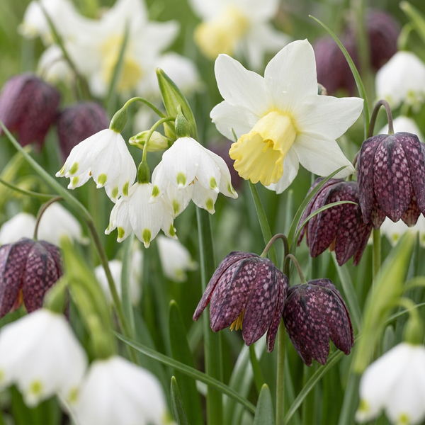Blumenzwiebel-Set „Feuchtgarten" – Sommerblüher für feuchte Standorte