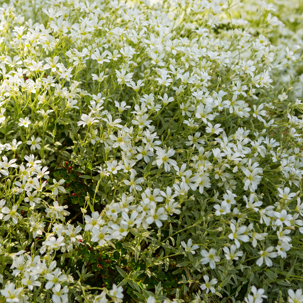 Filziges Hornkraut – Cerastium tomentosum – Ansicht 8