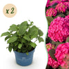 Bauernhortensie ‚Endless Summer Summer Love Red' – Hydrangea macrophylla