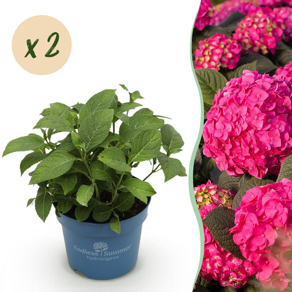 Bauernhortensie ‚Endless Summer Summer Love Red' – Hydrangea macrophylla