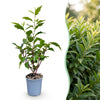 Portugiesischer Lorbeer ‚Angustifolia' – Prunus lusitanica – Ansicht 3