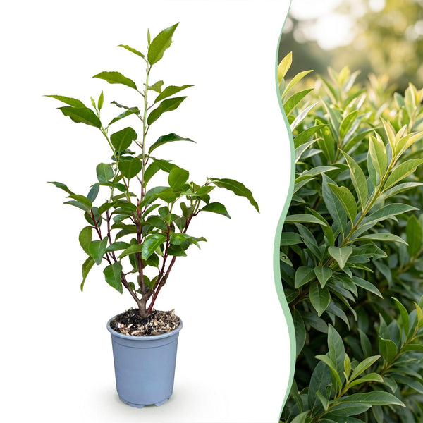 Portugiesischer Lorbeer ‚Angustifolia' – Prunus lusitanica – Ansicht 3