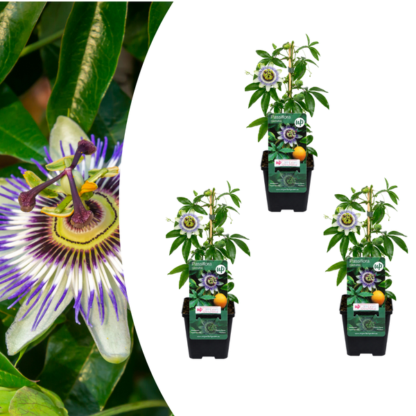 Blaue Passionsblume – Passiflora caerulea