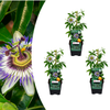 Blaue Passionsblume – Passiflora caerulea – Ø 9 cm, 3 Stück