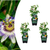 Blaue Passionsblume – Passiflora caerulea – Ø 9 cm, 3 Stück