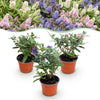 Schmetterlingsstrauch ‚Butterfly Candy Little Tricolour' – Buddleja davidii