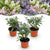 Schmetterlingsstrauch ‚Butterfly Candy Little Tricolour' – Buddleja davidii