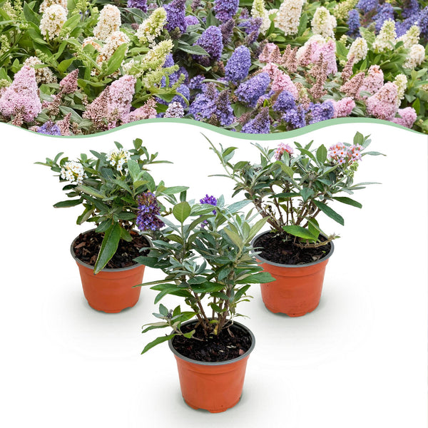 Schmetterlingsstrauch ‚Butterfly Candy Little Tricolour' – Buddleja davidii