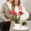 Schmetterlingsorchidee ‚Blossom Congo' – Phalaenopsis – Ansicht 8