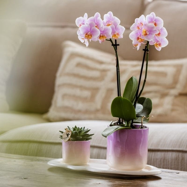 Echeveria ‚Miranda' – Ansicht 8