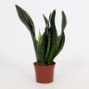 Bogenhanf ‚Whitney' – Sansevieria trifasciata