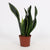 Bogenhanf ‚Whitney' – Sansevieria trifasciata