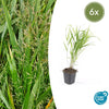 Japanisches Berggras – Hakonechloa macra – 6 Stück