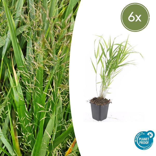 Japanisches Berggras – Hakonechloa macra – 6 Stück