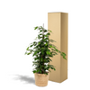 Birkenfeige ‚Danielle' – Ficus benjamina – Ansicht 3