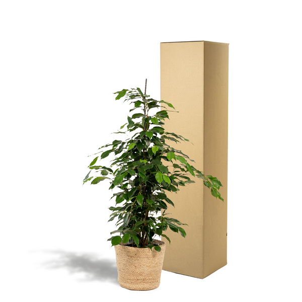 Birkenfeige ‚Danielle' – Ficus benjamina – Ansicht 3
