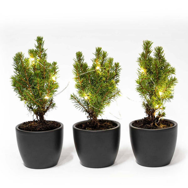Mini-Weihnachtsbaum mit Topf Boule