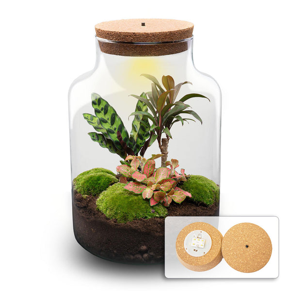 Terrarium-Set „Milky Palm“ – DIY-Pflanzenterrarium mit Licht