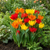 Tulpe ‚Mix' – Tulipa praestans – Ansicht 2