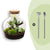 Flaschengarten-Set „Fat Joe" – DIY-Terrarium mit Licht