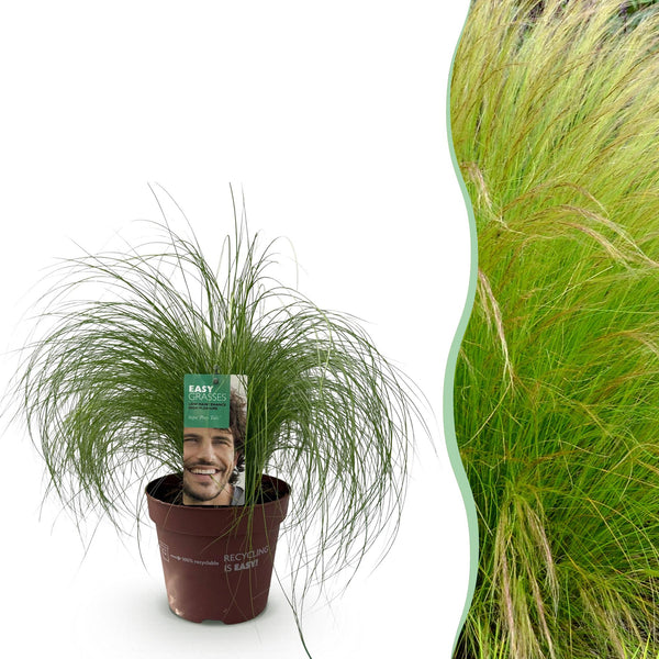 Zartes Federgras ‚Pony Tails' – Stipa tenuifolia – 1 Stück