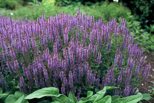 Steppensalbei ‚Caradonna' – Salvia nemorosa – Ansicht 6