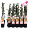 Feuerdorn ‚Soleil d'Or' – Pyracantha – Ansicht 6