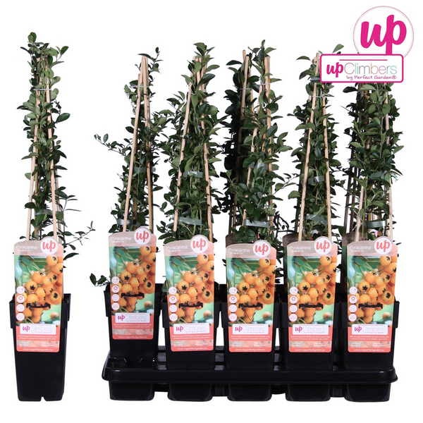 Feuerdorn ‚Soleil d'Or' – Pyracantha – Ansicht 6