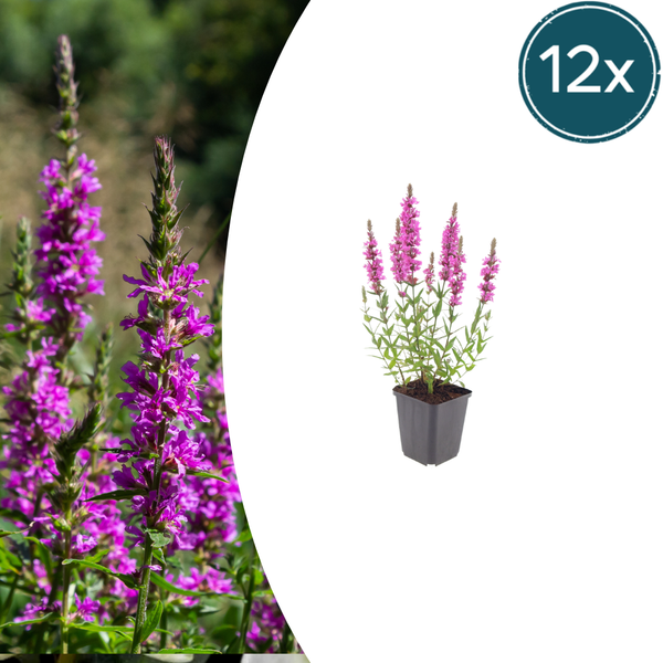 Blutweiderich – Lythrum salicaria