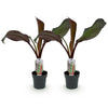 Abessinische Banane ‚Maurelii' – Ensete ventricosum – Ansicht 2