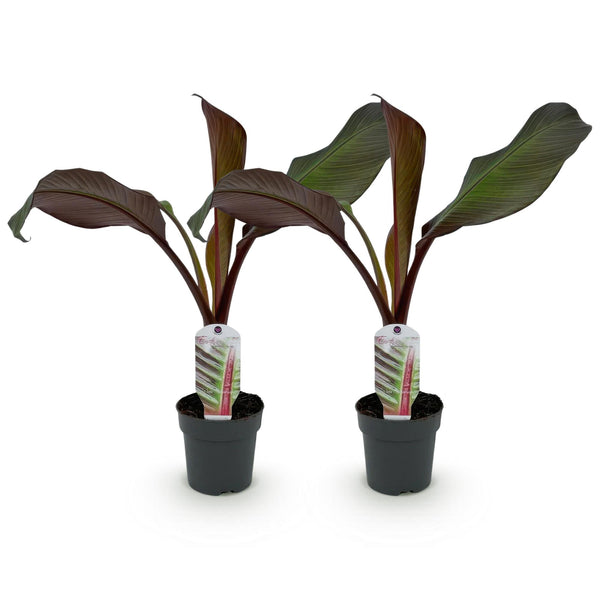 Abessinische Banane ‚Maurelii' – Ensete ventricosum – Ansicht 2