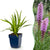 Prachtscharte – Liatris spicata – 1 Stück