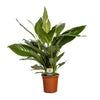 Einblatt ‚Bingo Cupido' – Spathiphyllum