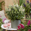 Schmetterlingsflieder ‚Butterfly Candy Little White' – Buddleja davidii – Ansicht 6