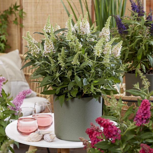 Schmetterlingsflieder ‚Butterfly Candy Little White' – Buddleja davidii – Ansicht 6