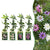 Passionsblumen-Set „Rainbow" – 4 Passionsblumen in Weiß, Lila & Rosa